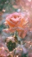 Beauty0006