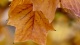 Autumn0011 (421 visits) Autumn0011